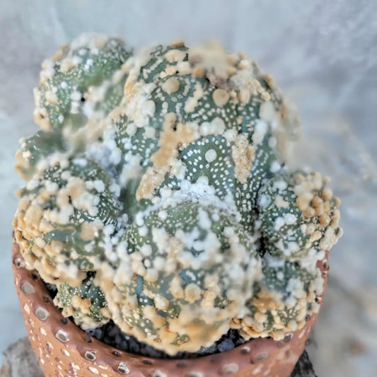 Astrophytum asterias cv. Hanazono - BIG Cluster!