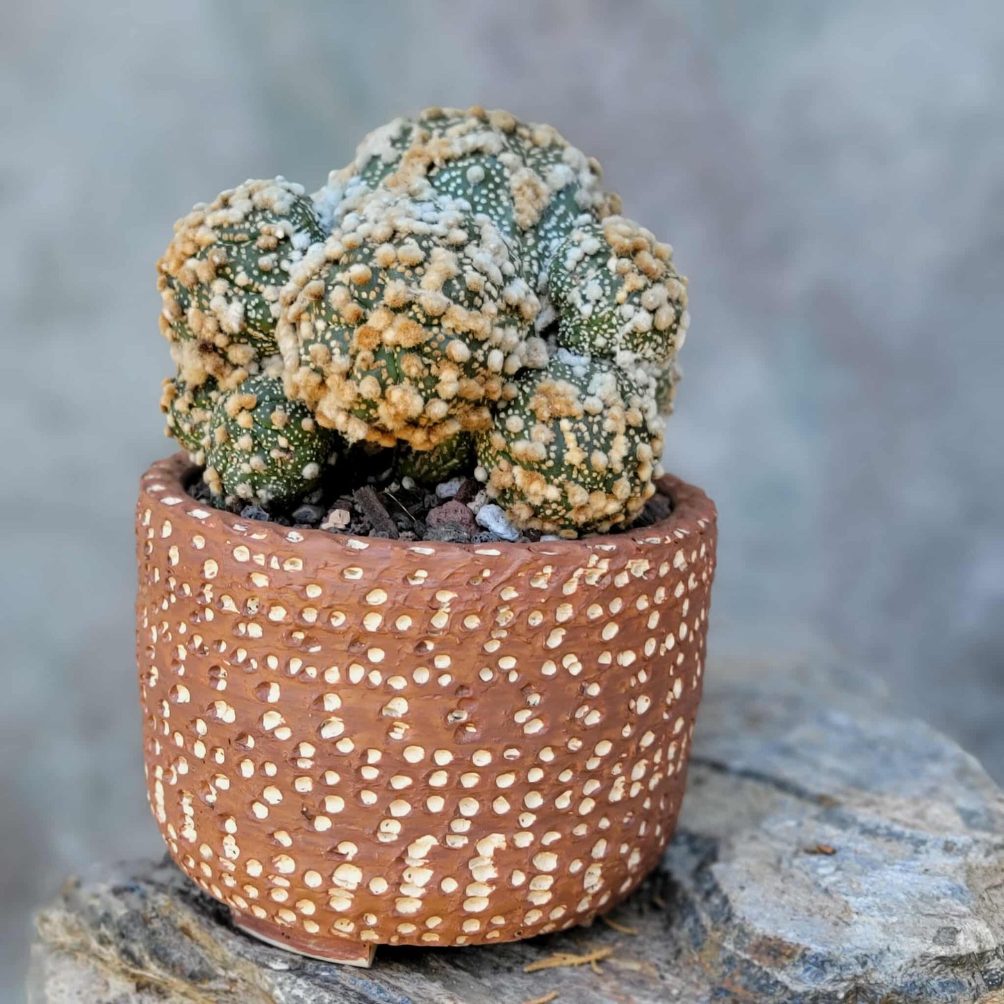 Astrophytum asterias cv. Hanazono - BIG Cluster!