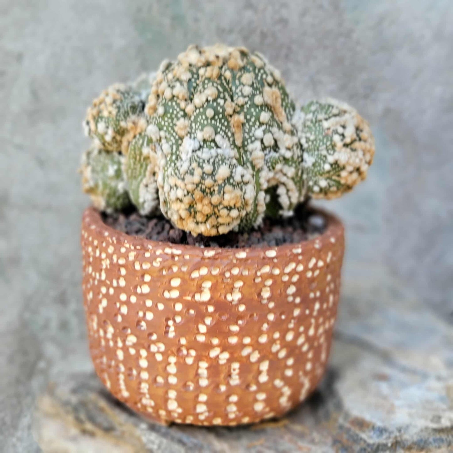 Astrophytum asterias cv. Hanazono - BIG Cluster!