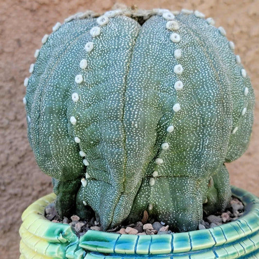 Astrophytum asterias cv. Line Areoles - BIG!