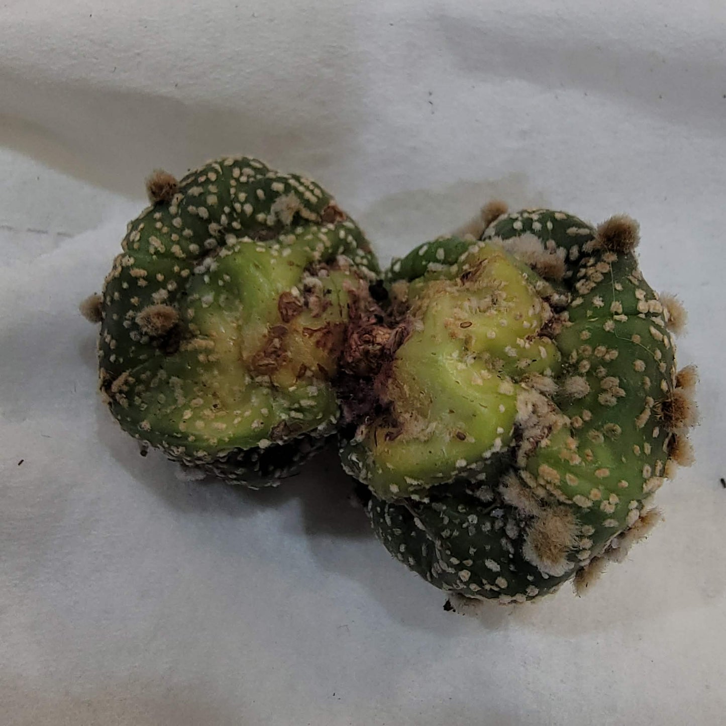 Astrophytum asterias cv. Super Kabuto - Double Head