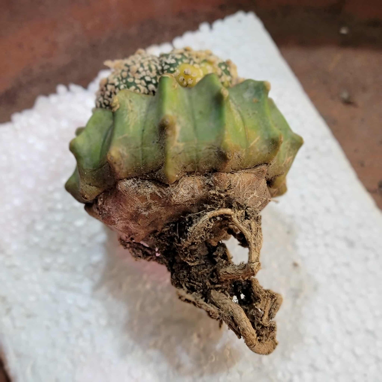 Astrophytum asterias cv. Super Kabuto f. variegata x 4!