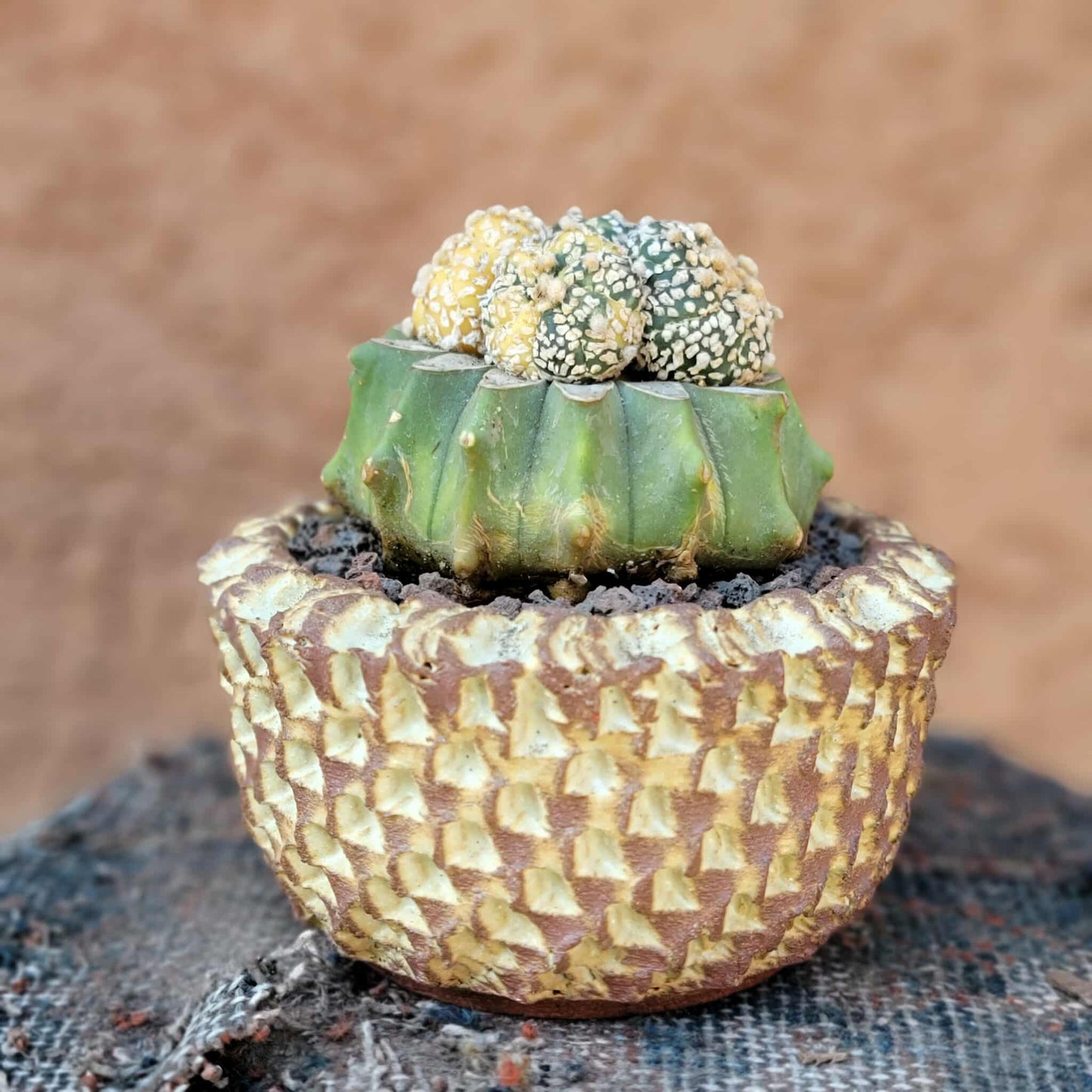 Astrophytum asterias cv. Super Kabuto f. variegata x 4!