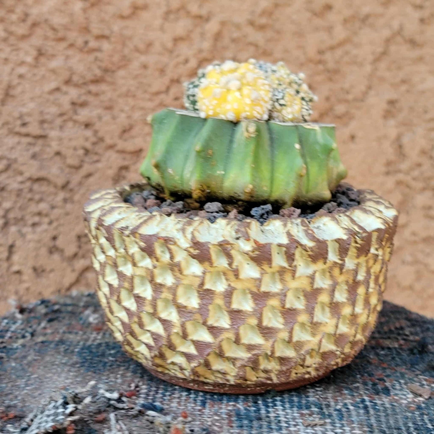 Astrophytum asterias cv. Super Kabuto f. variegata x 4!