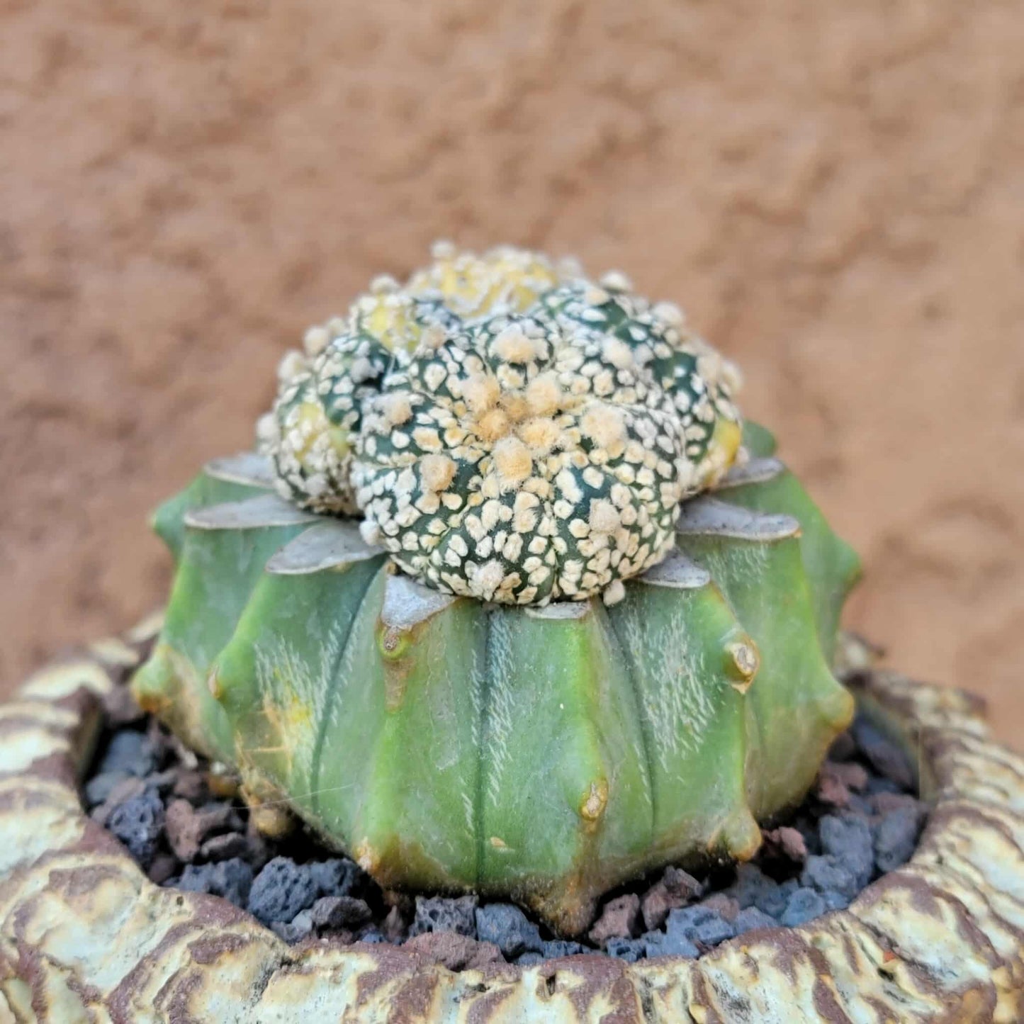 Astrophytum asterias cv. Super Kabuto f. variegata x 4!