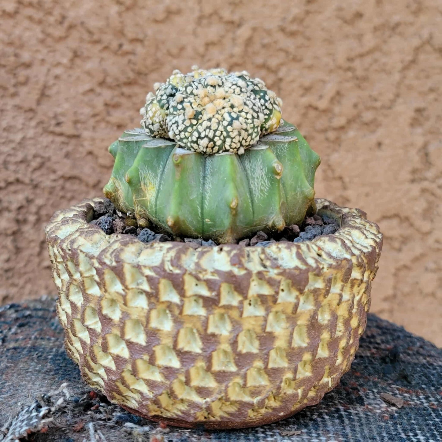 Astrophytum asterias cv. Super Kabuto f. variegata x 4!