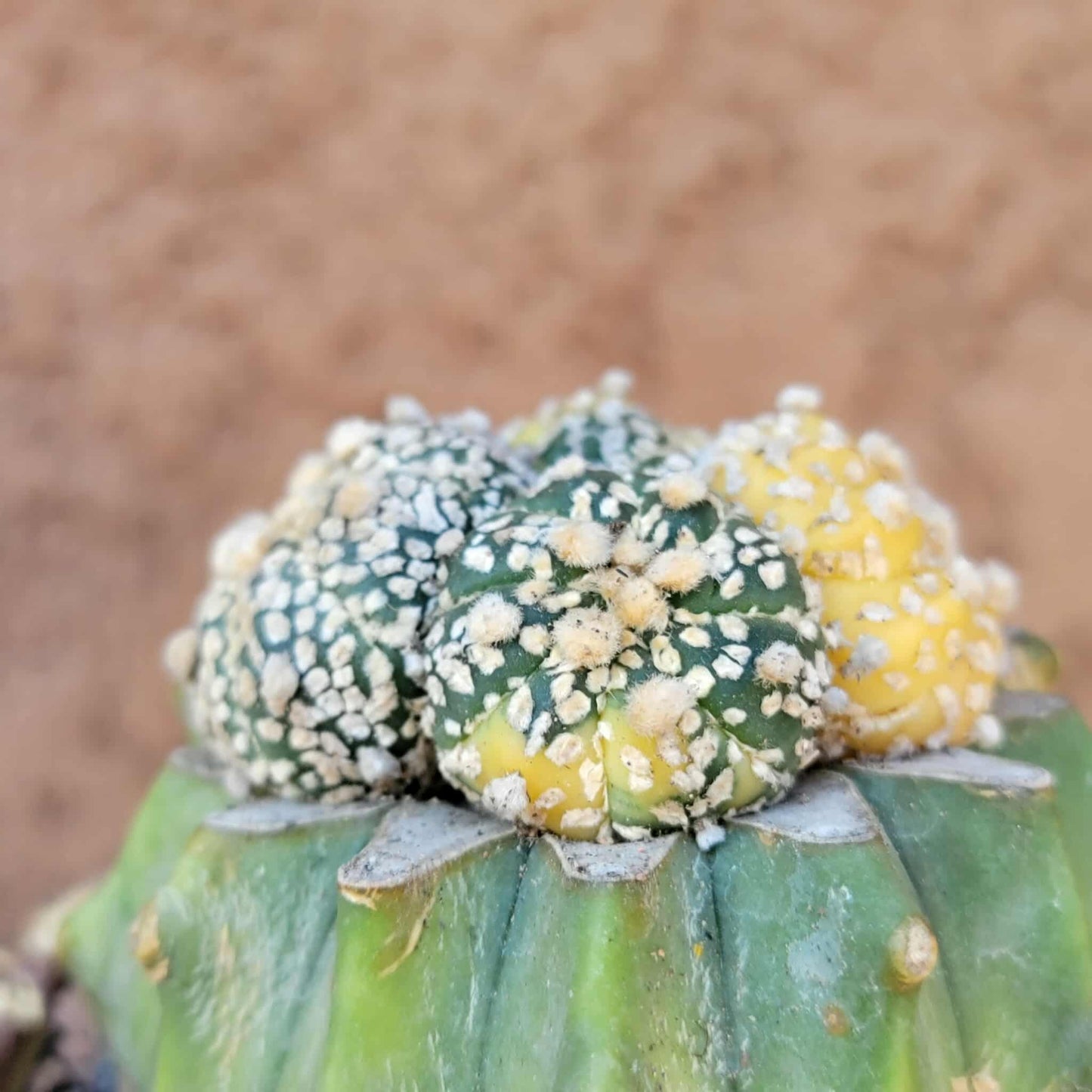 Astrophytum asterias cv. Super Kabuto f. variegata x 4!