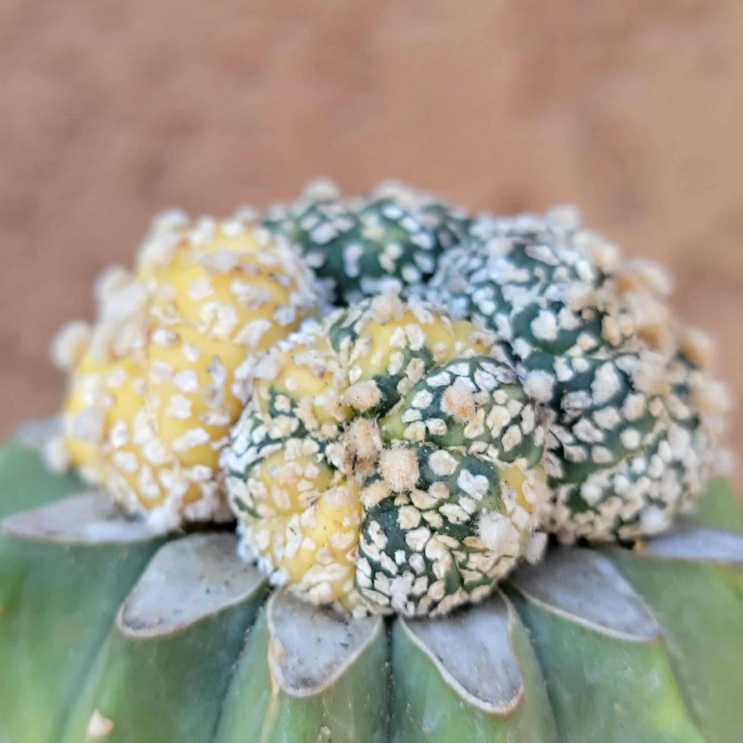 Astrophytum asterias cv. Super Kabuto f. variegata x 4!
