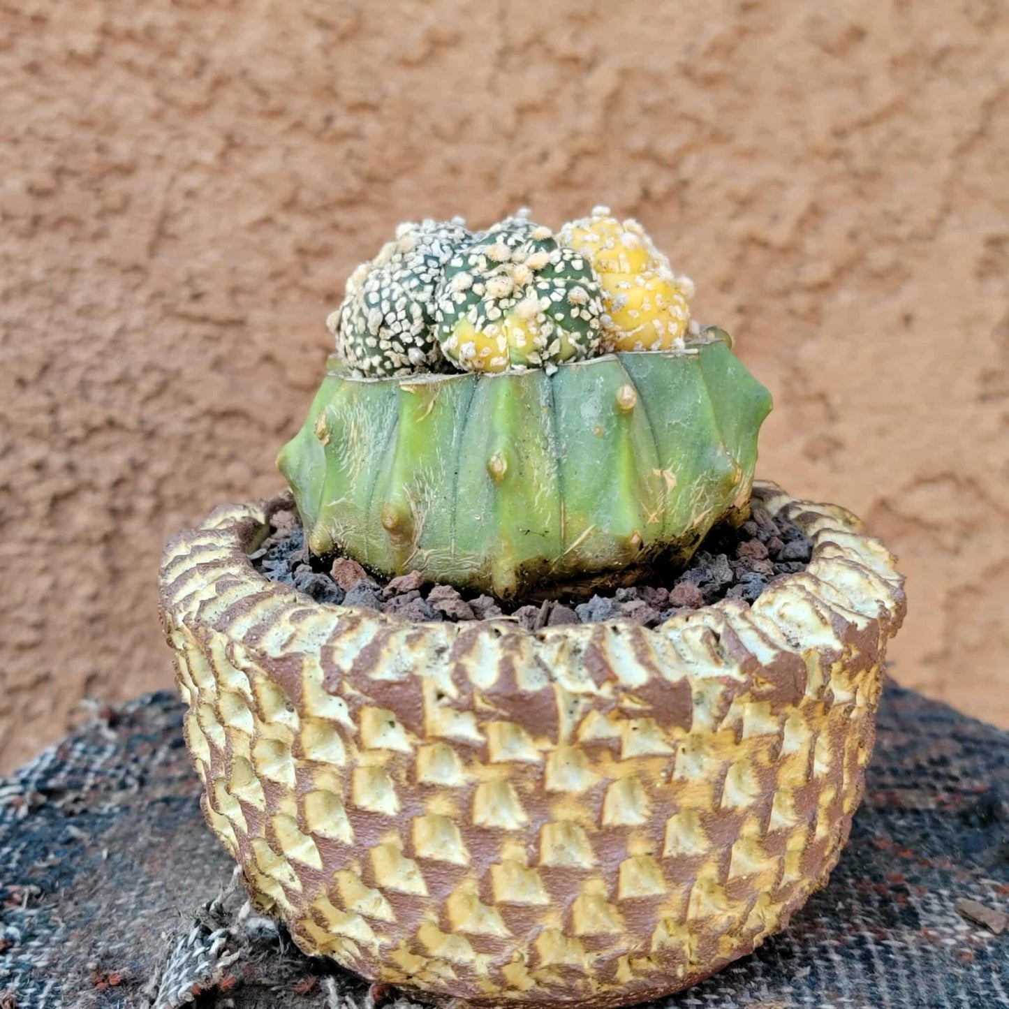 Astrophytum asterias cv. Super Kabuto f. variegata x 4!