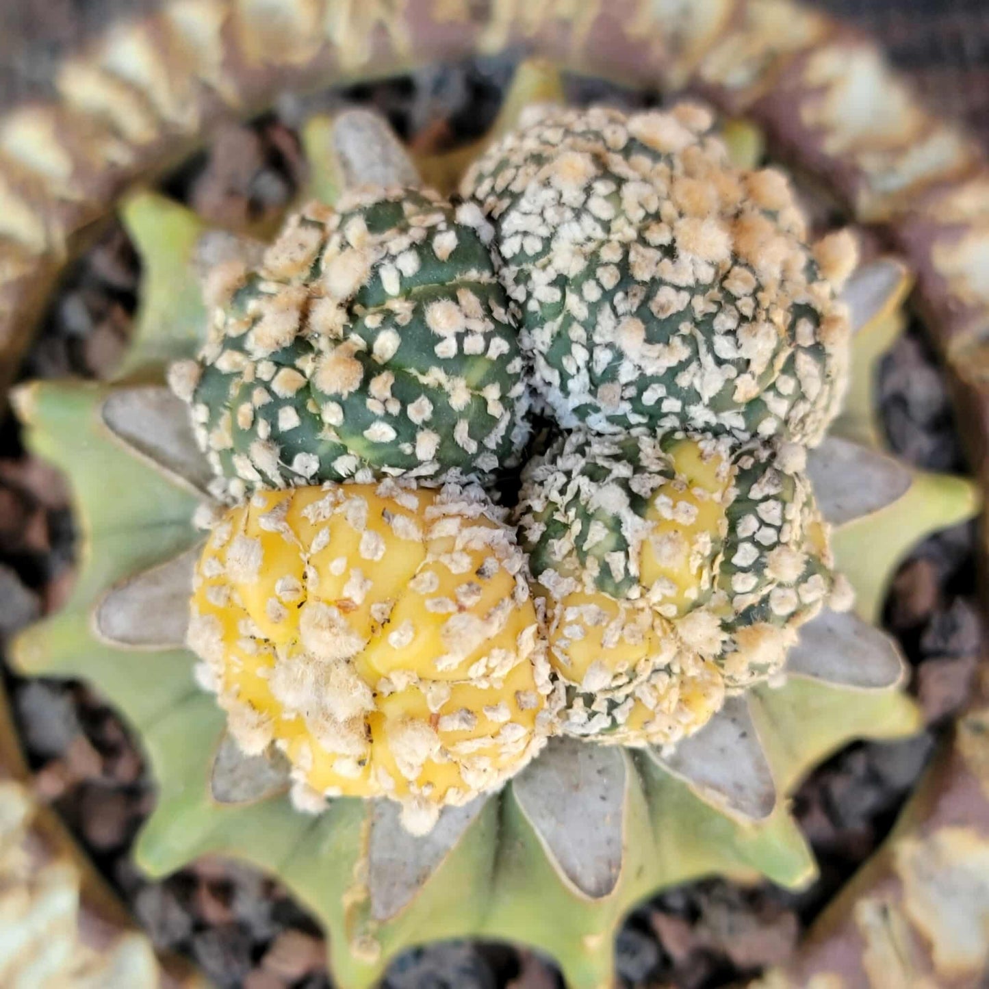 Astrophytum asterias cv. Super Kabuto f. variegata x 4!