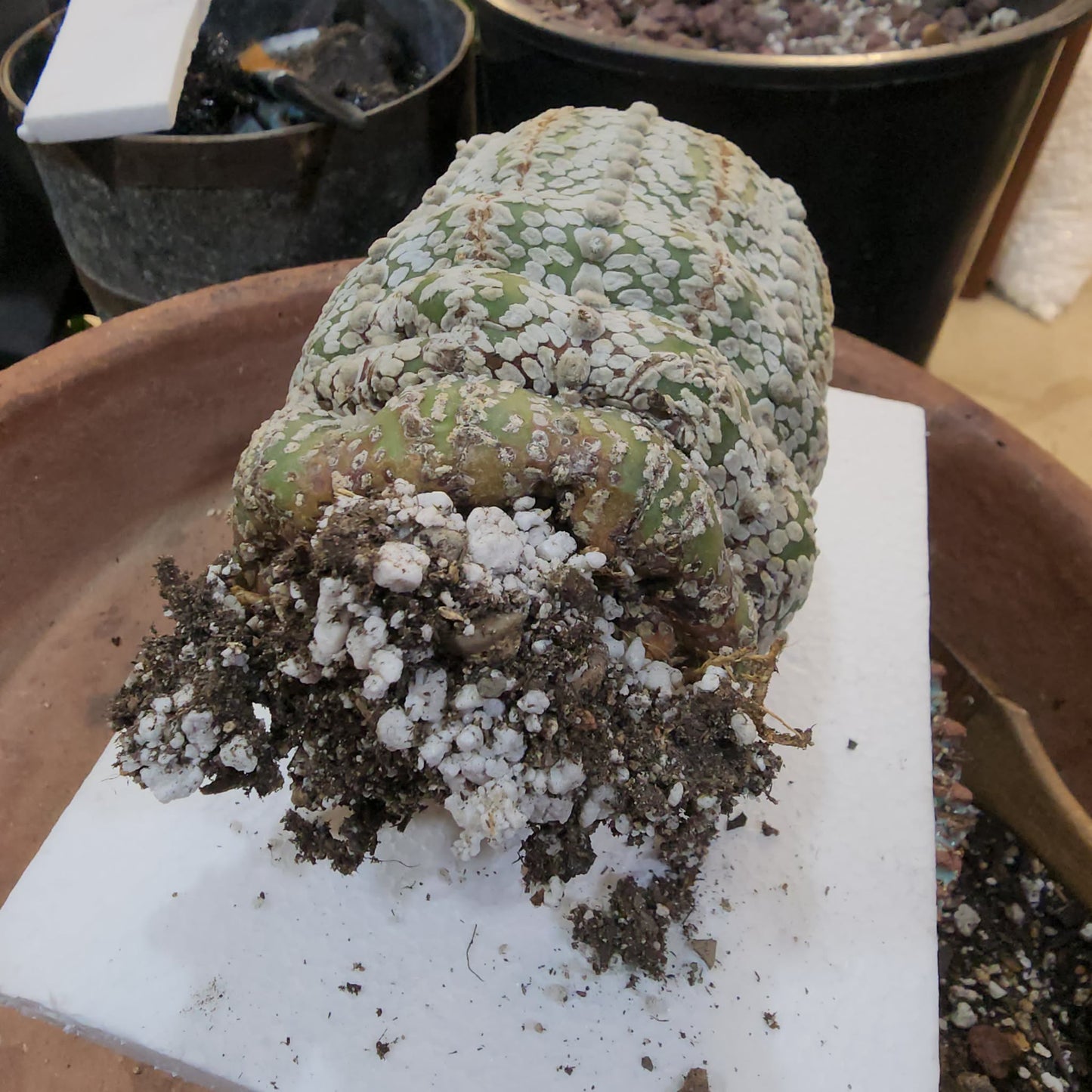 Astrophytum asterias cv. Superkabuto - Old