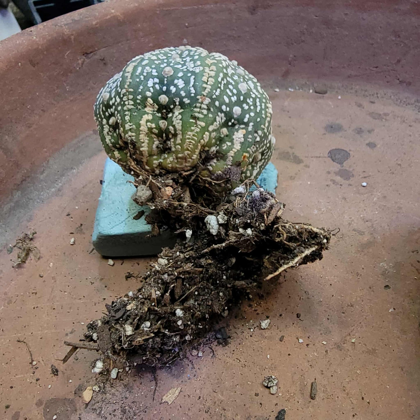 Astrophytum asterias cv. Superkabuto