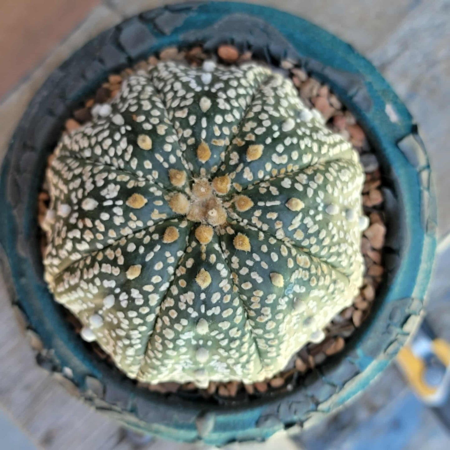 Astrophytum asterias cv. Superkabuto