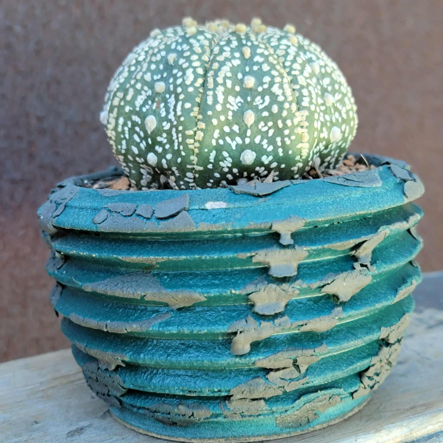 Astrophytum asterias cv. Superkabuto