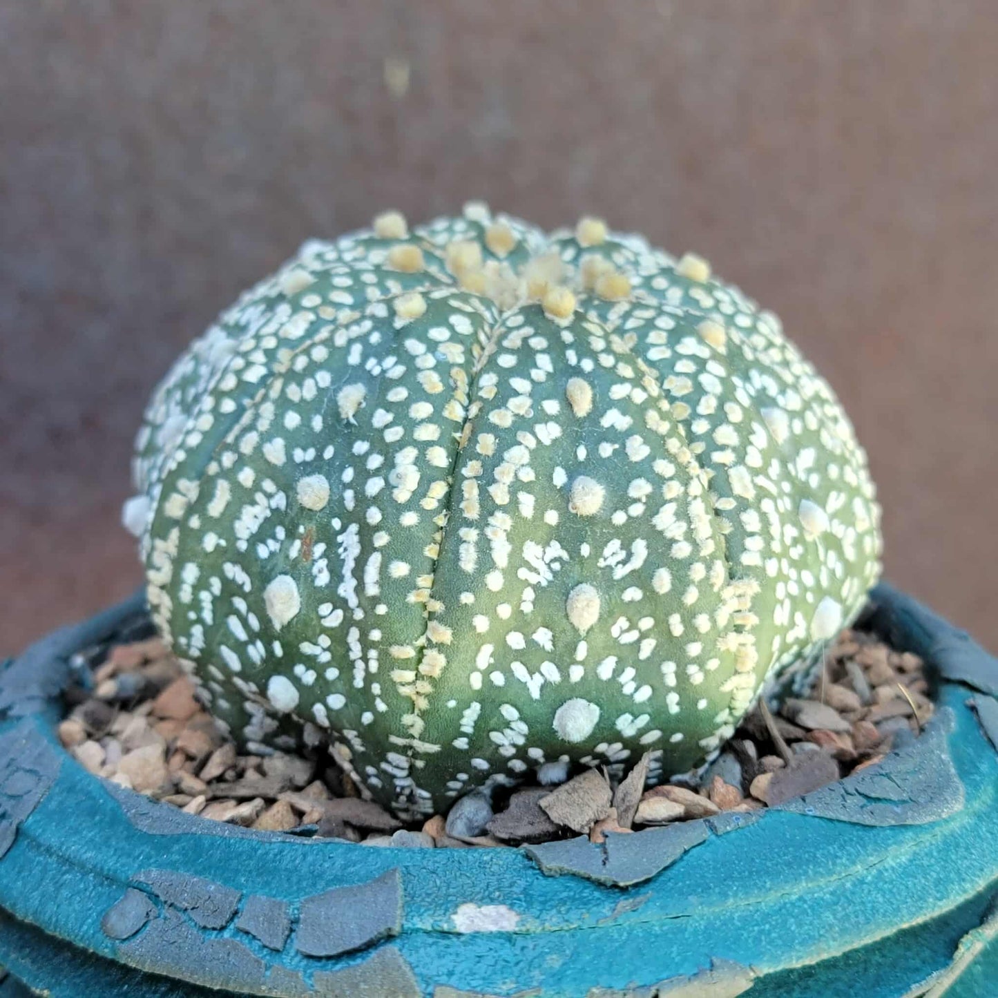 Astrophytum asterias cv. Superkabuto