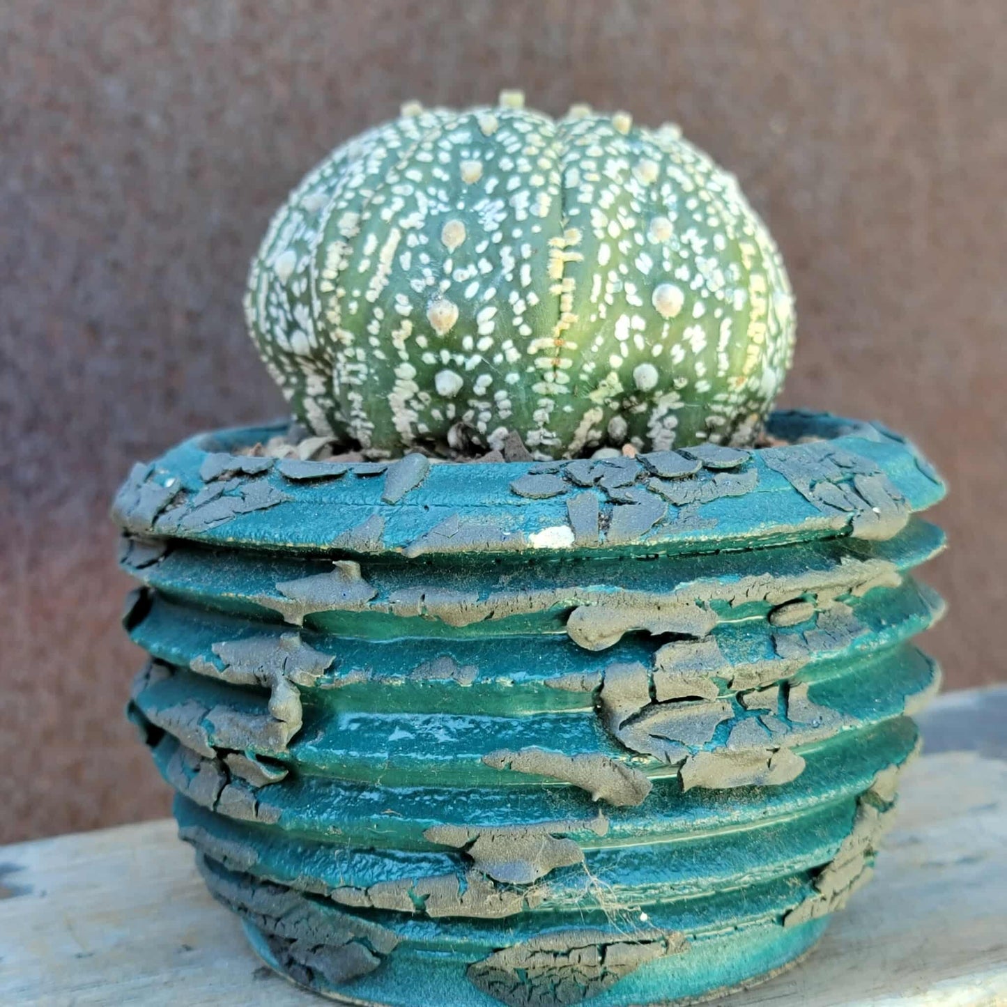 Astrophytum asterias cv. Superkabuto