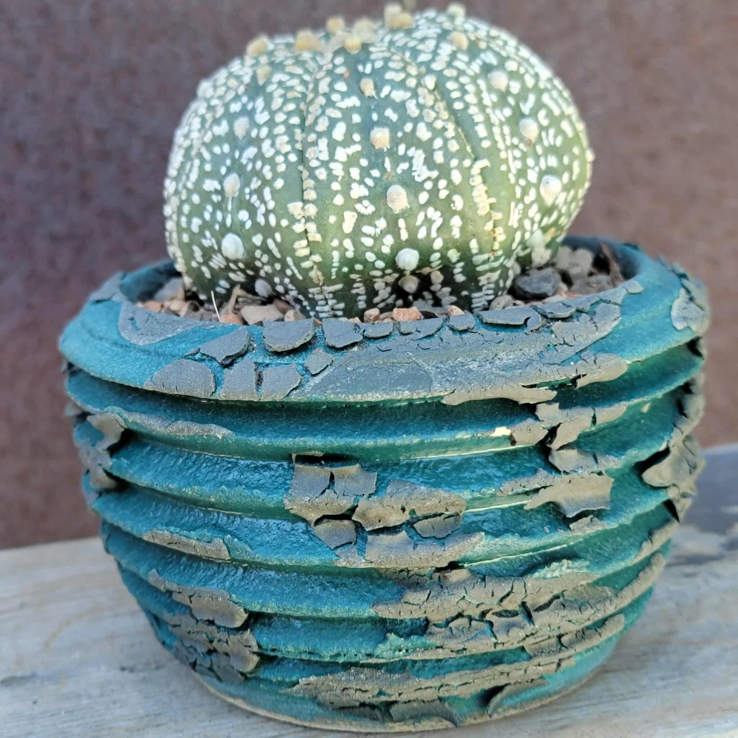 Astrophytum asterias cv. Superkabuto