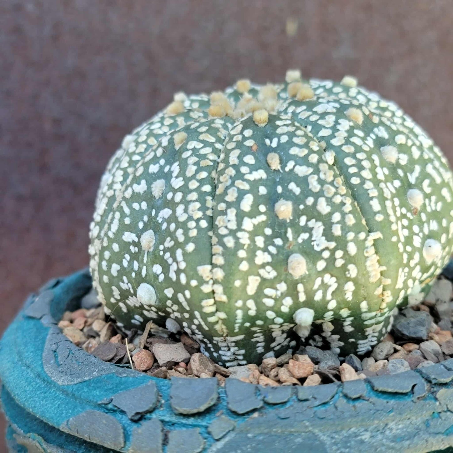 Astrophytum asterias cv. Superkabuto