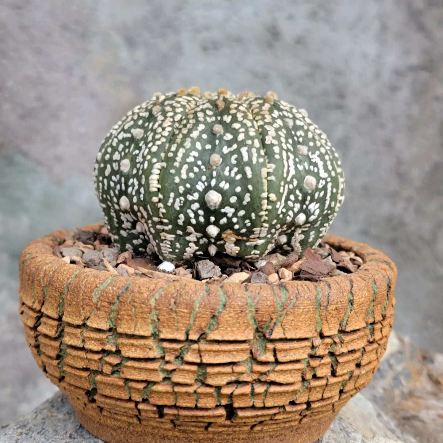 Astrophytum asterias cv. Superkabuto