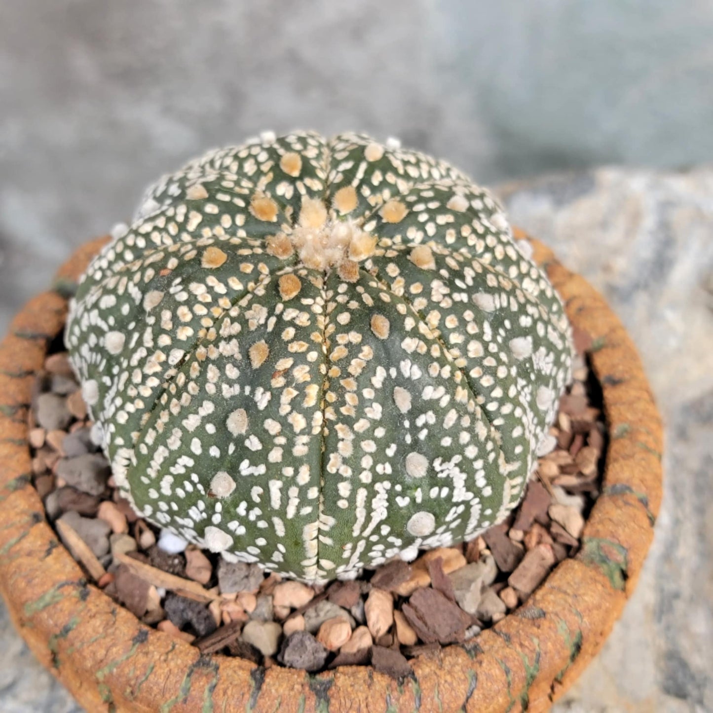 Astrophytum asterias cv. Superkabuto