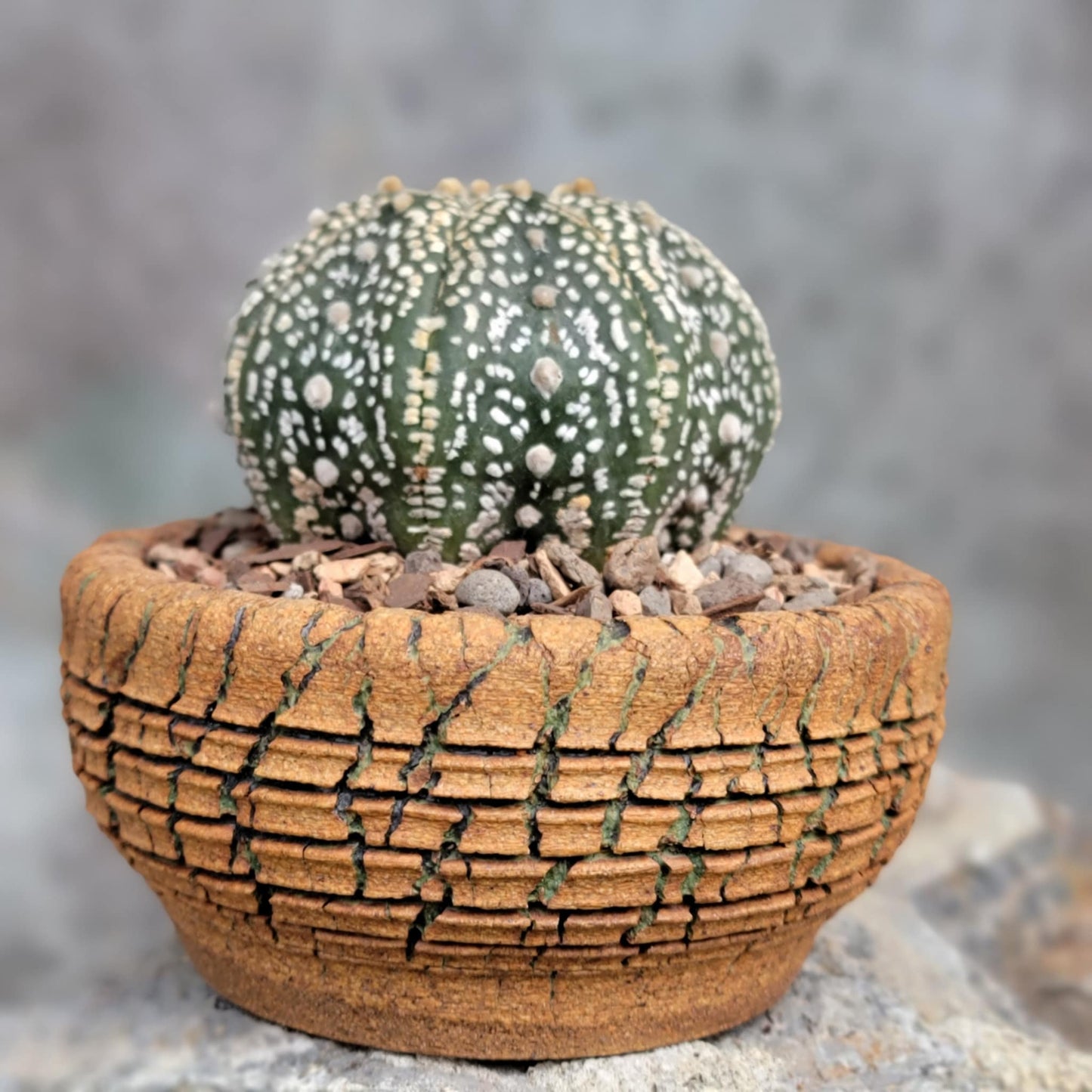 Astrophytum asterias cv. Superkabuto