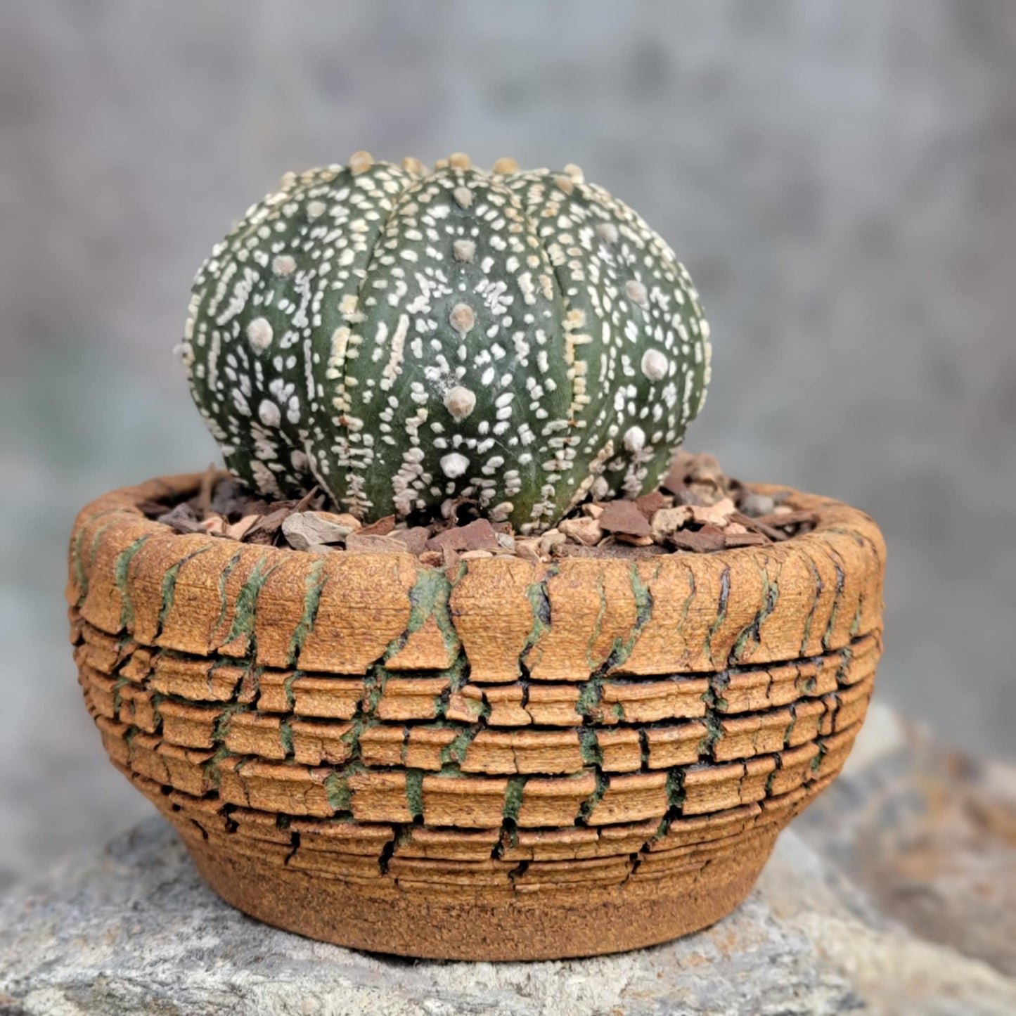 Astrophytum asterias cv. Superkabuto