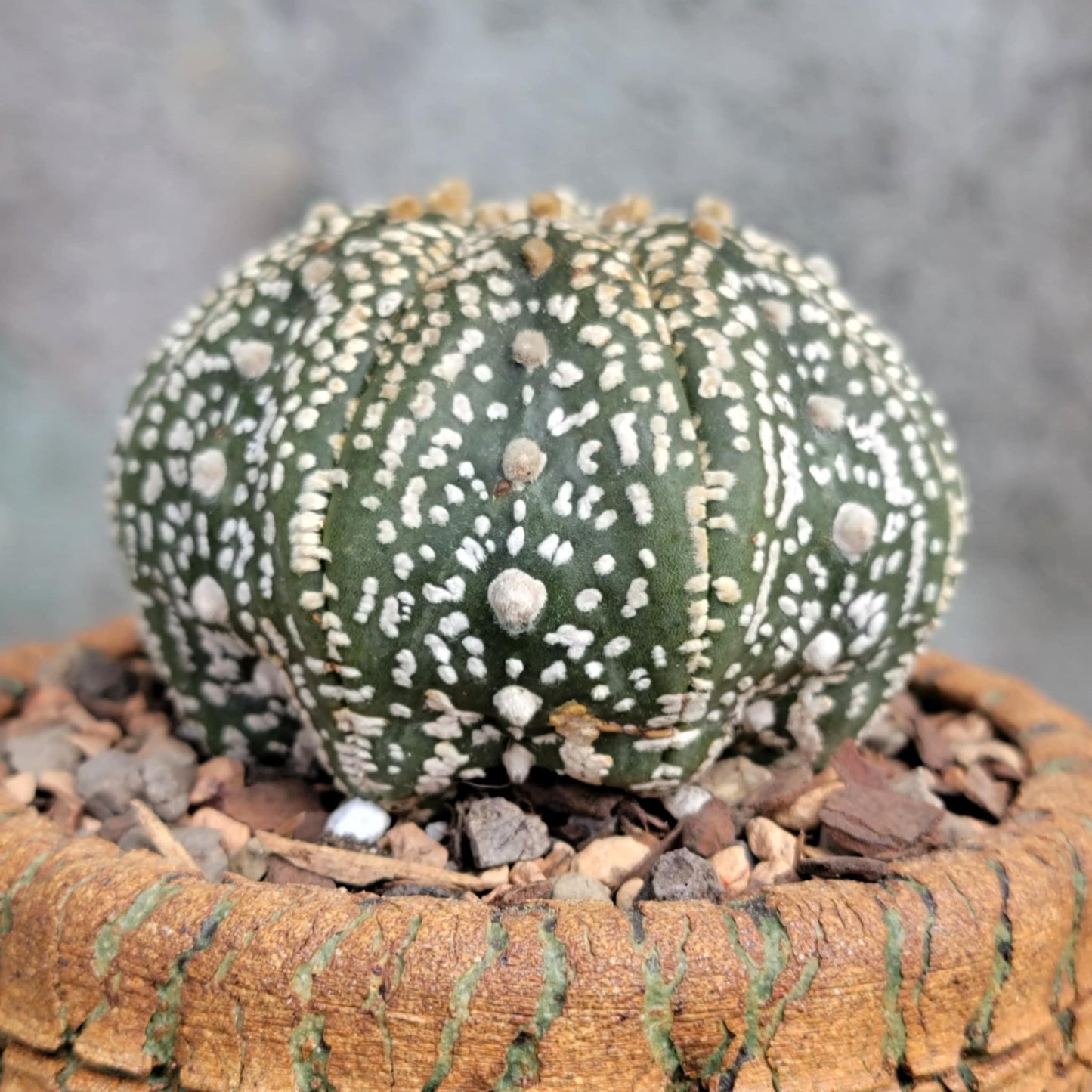 Astrophytum asterias cv. Superkabuto