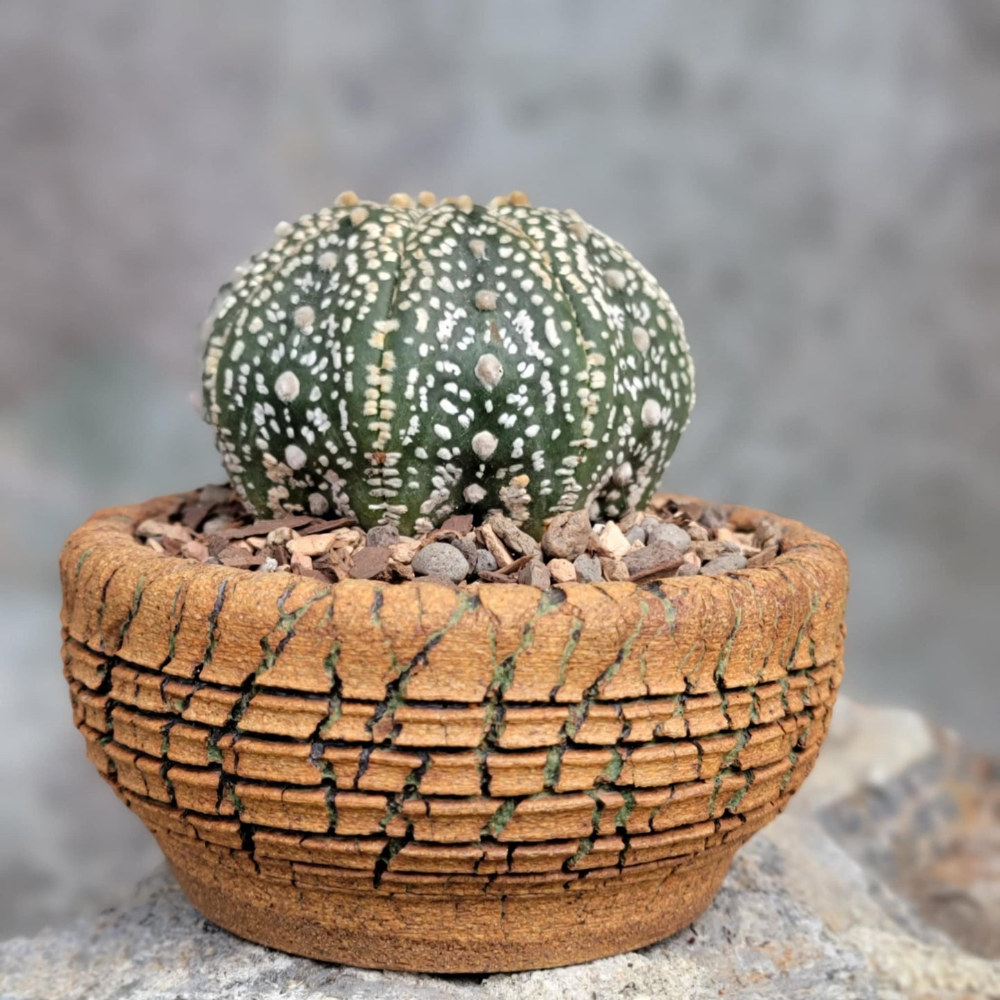 Astrophytum asterias cv. Superkabuto