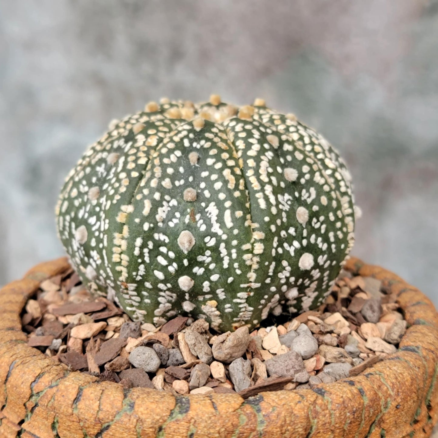 Astrophytum asterias cv. Superkabuto