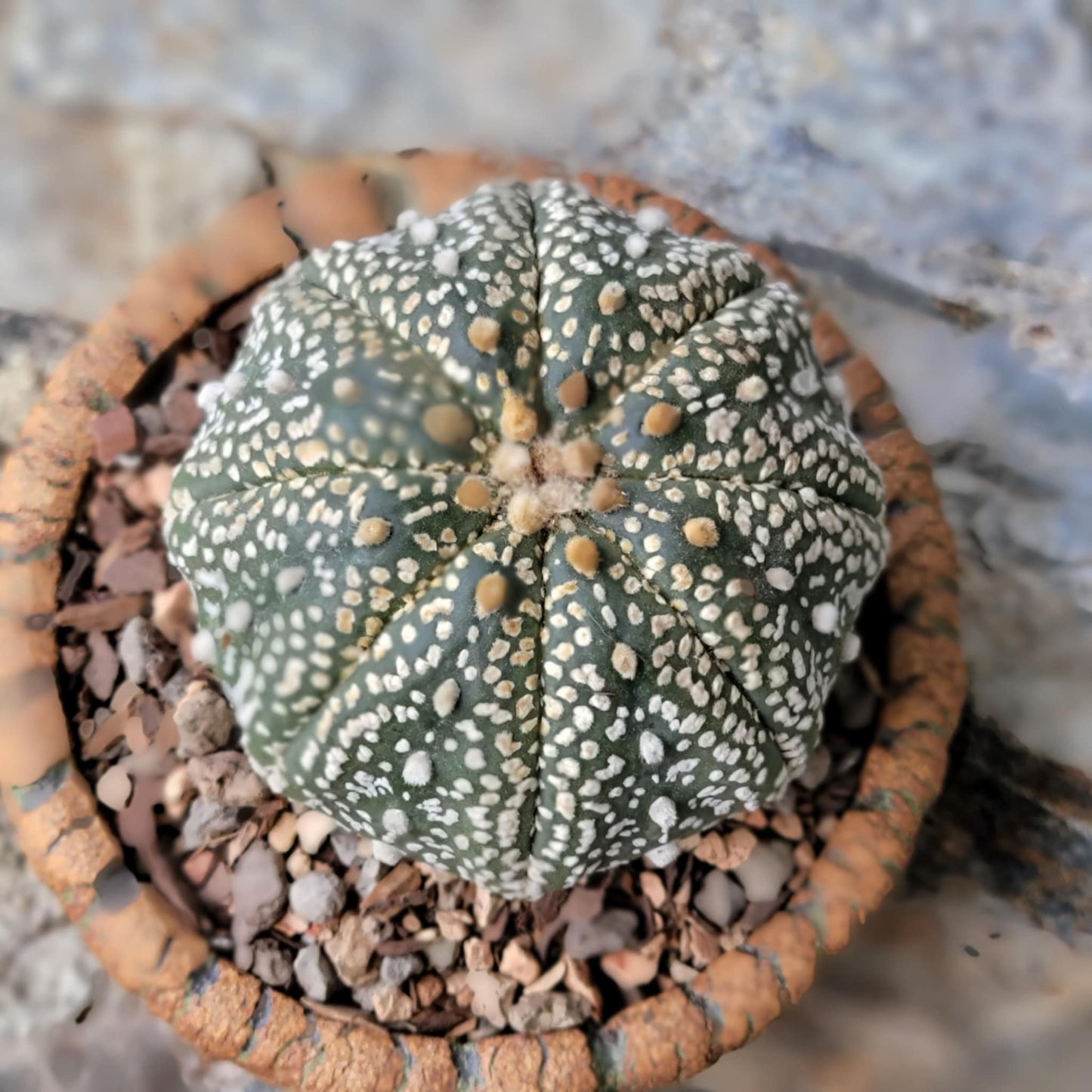 Astrophytum asterias cv. Superkabuto