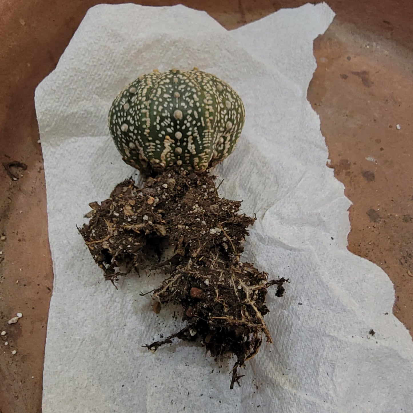 Astrophytum asterias cv. Superkabuto