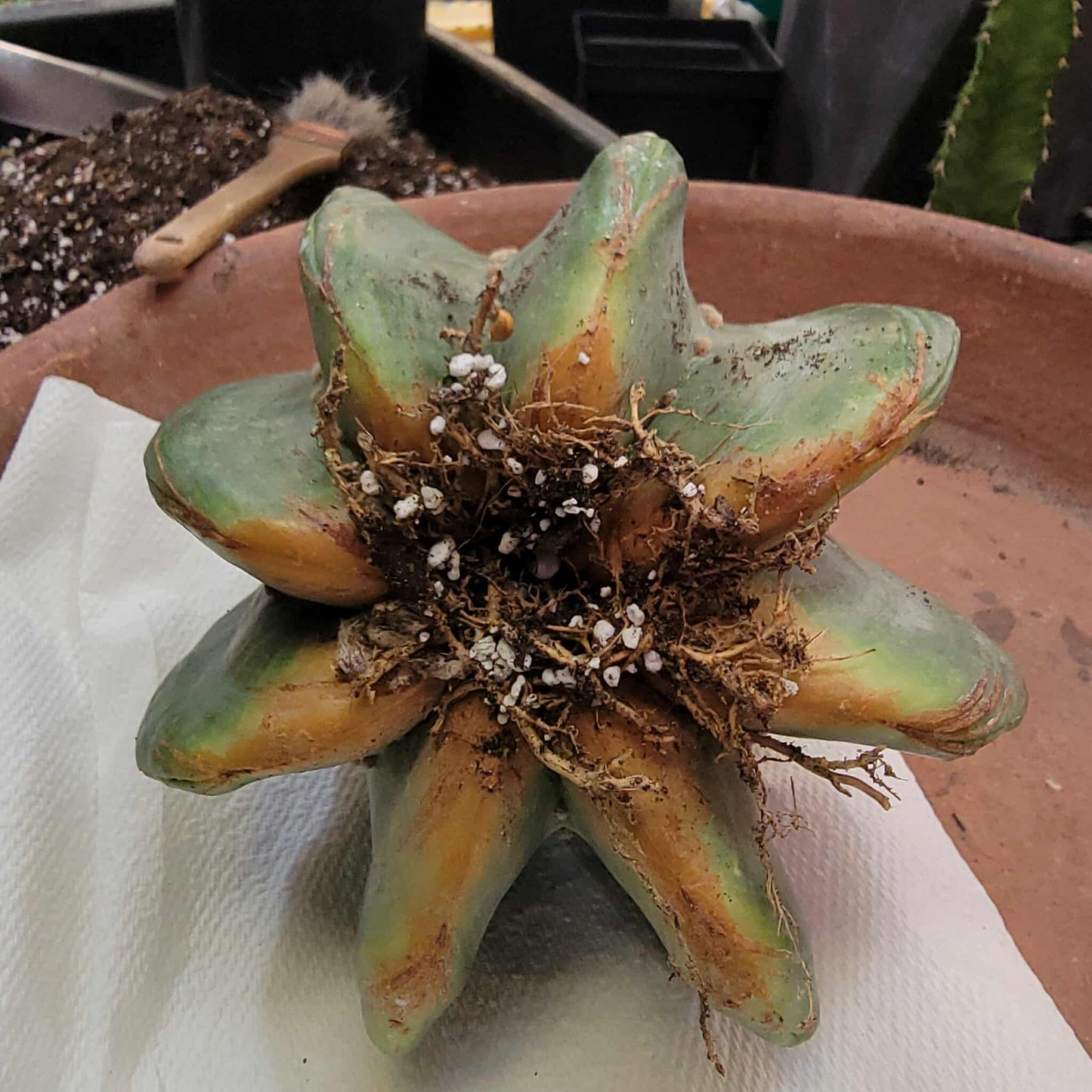 Astrophytum asterias cv Star Type - Old, BIG!