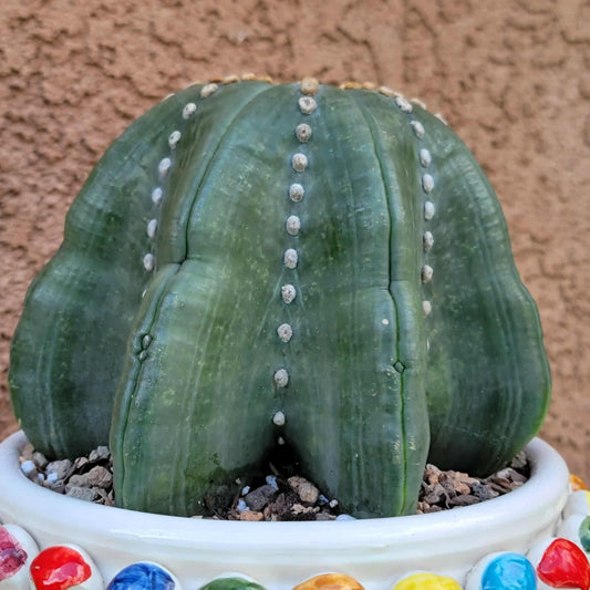 Astrophytum asterias cv Star Type - Old, BIG!