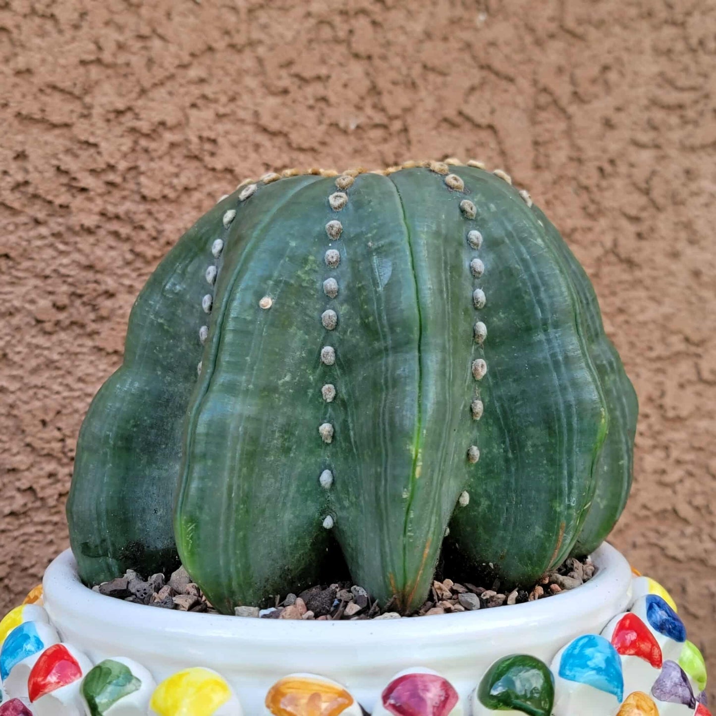 Astrophytum asterias cv Star Type - Old, BIG!