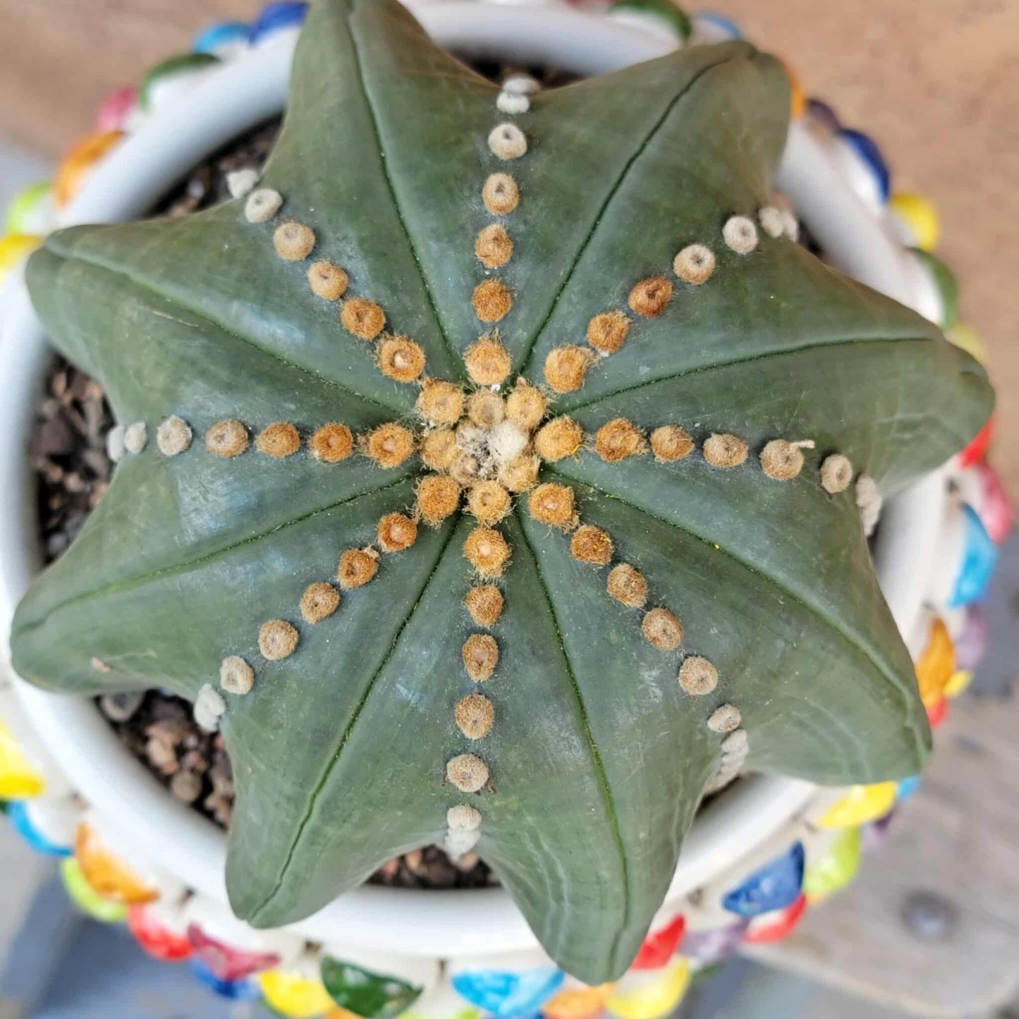 Astrophytum asterias cv Star Type - Old, BIG!