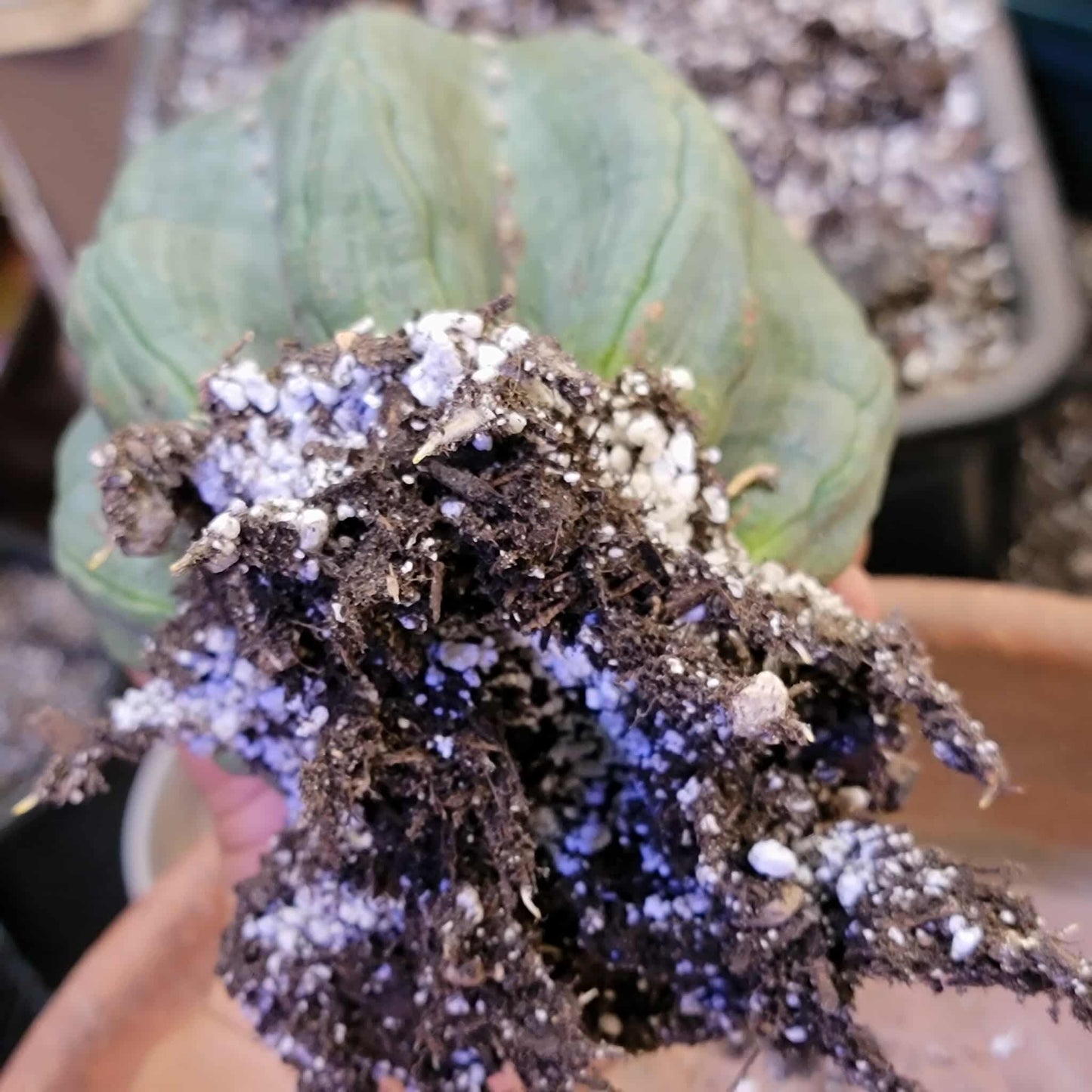 Astrophytum asterias cv Star Type - Old, BIG!