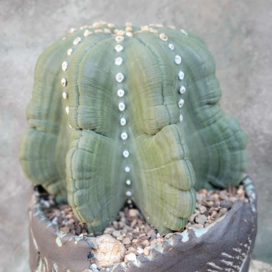 Astrophytum asterias cv Star Type - Old, BIG! 9 inches! Wish List Collector Specimen