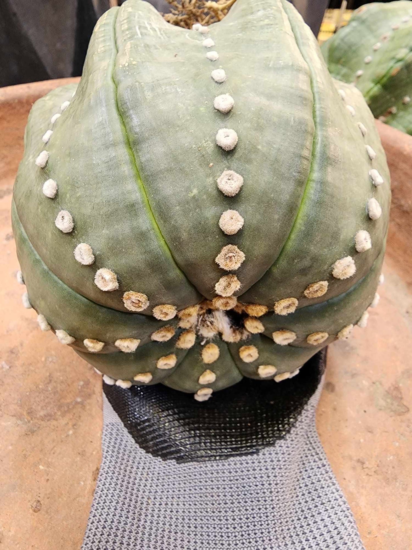 Astrophytum asterias cv Star Type - Old, BIG!