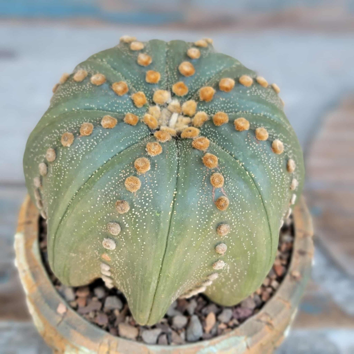 Astrophytum asterias cv Star Type - Old, BIG!