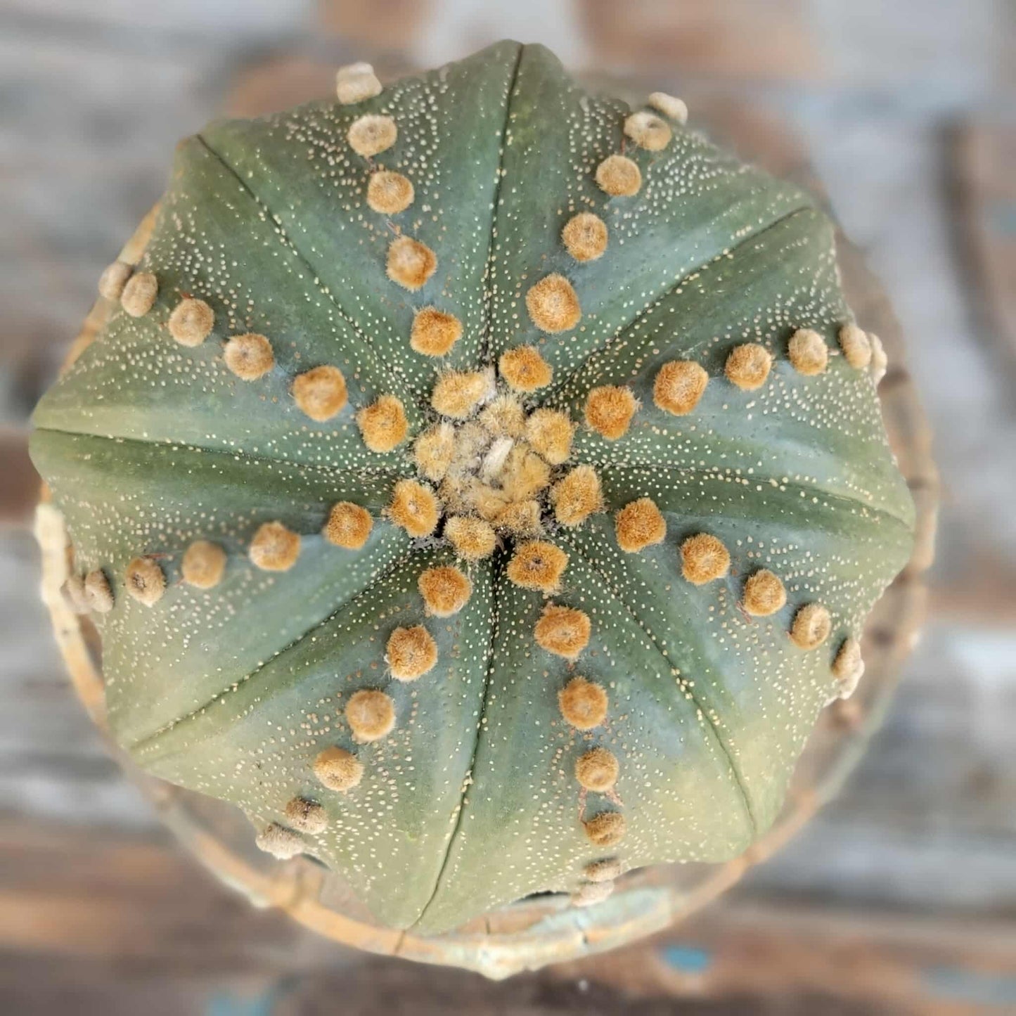 Astrophytum asterias cv Star Type - Old, BIG!