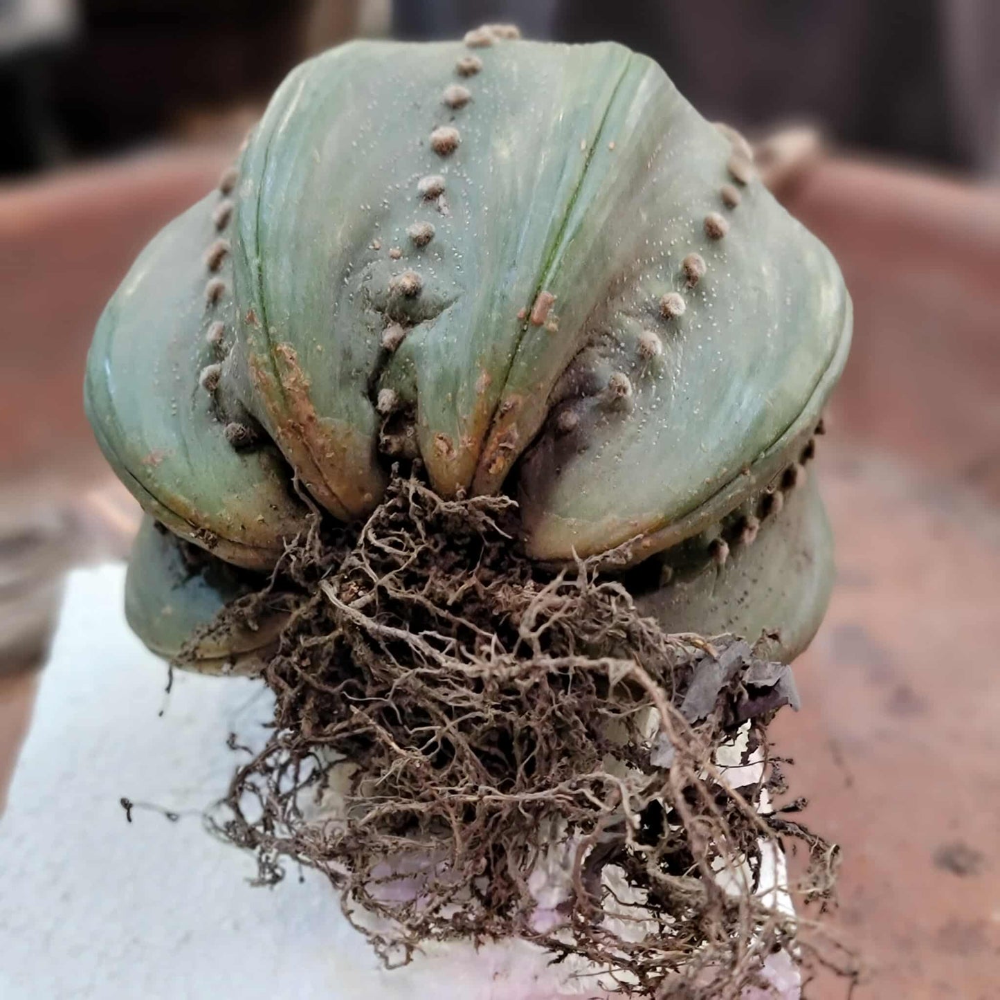 Astrophytum asterias cv Star Type - Old, BIG!