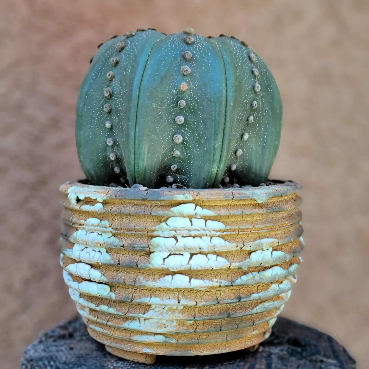 Astrophytum asterias cv Star Type - Old, BIG!