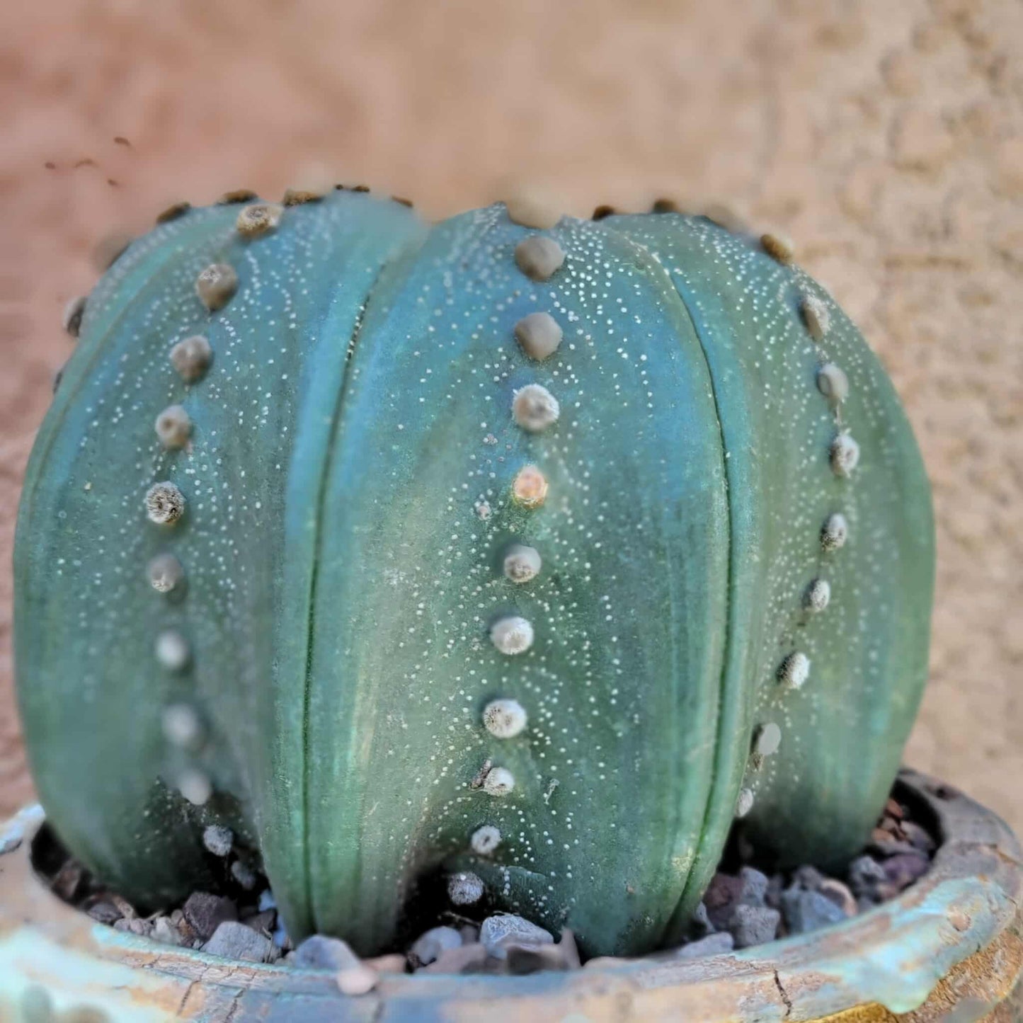 Astrophytum asterias cv Star Type - Old, BIG!