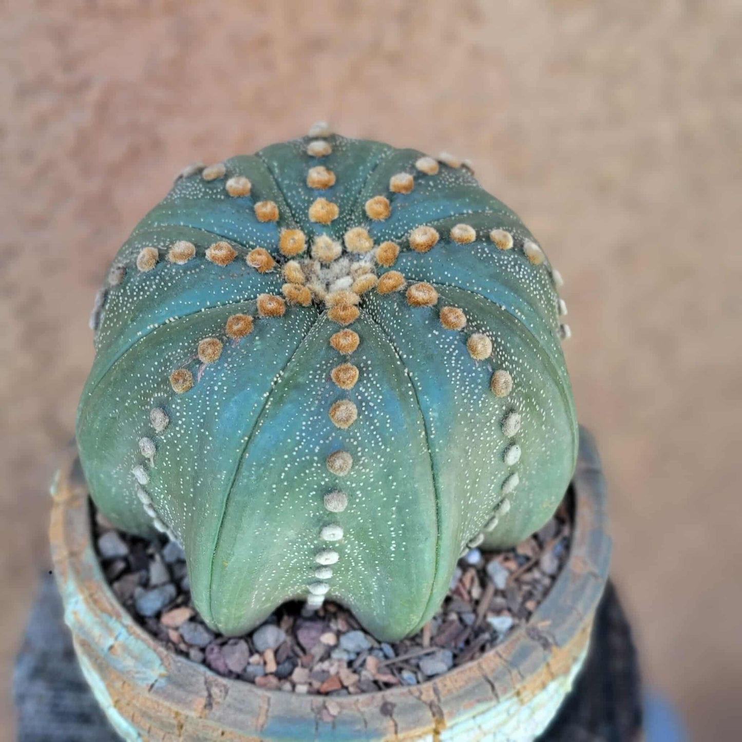 Astrophytum asterias cv Star Type - Old, BIG!