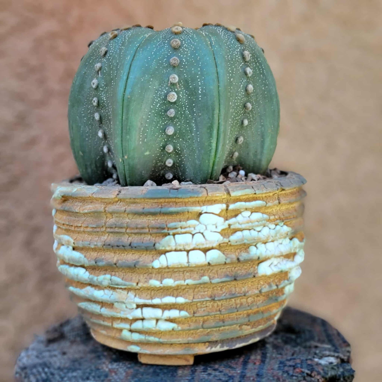 Astrophytum asterias cv Star Type - Old, BIG!