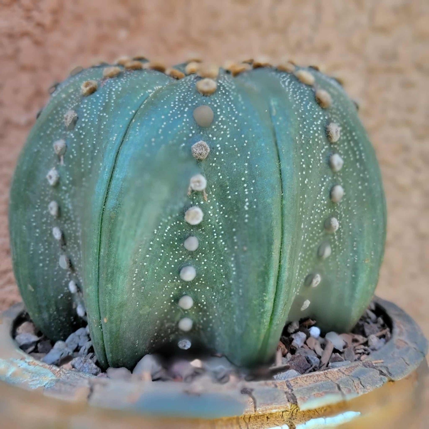 Astrophytum asterias cv Star Type - Old, BIG!