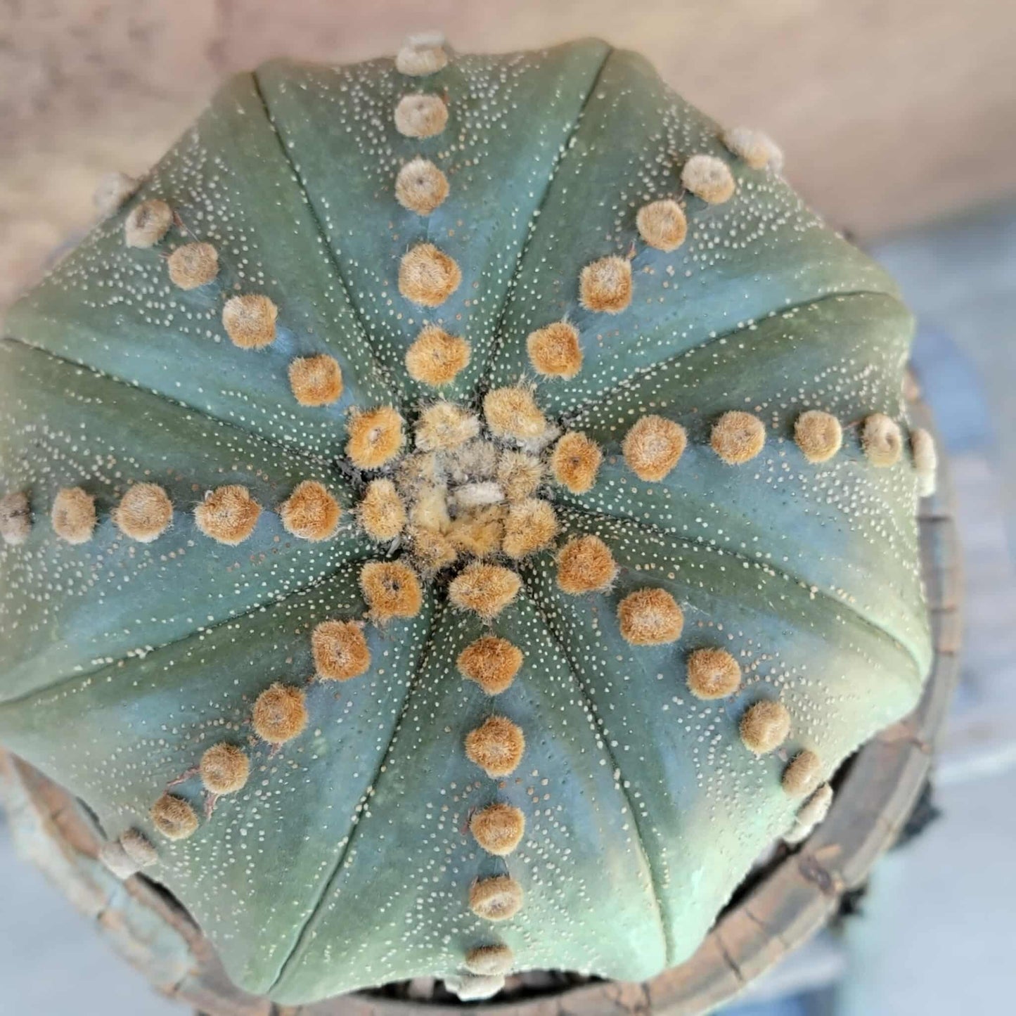Astrophytum asterias cv Star Type - Old, BIG!