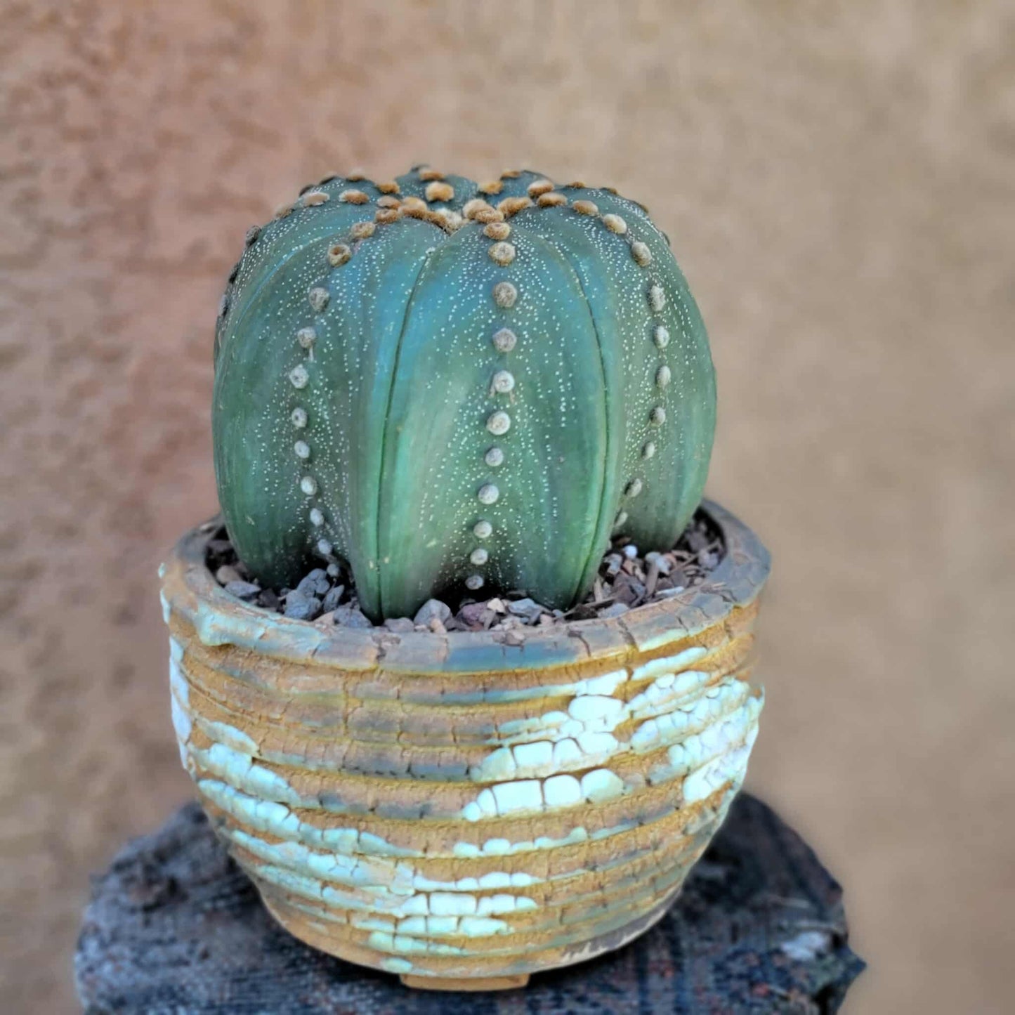 Astrophytum asterias cv Star Type - Old, BIG!