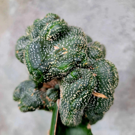 Astrophytum asterias hybrid cristata