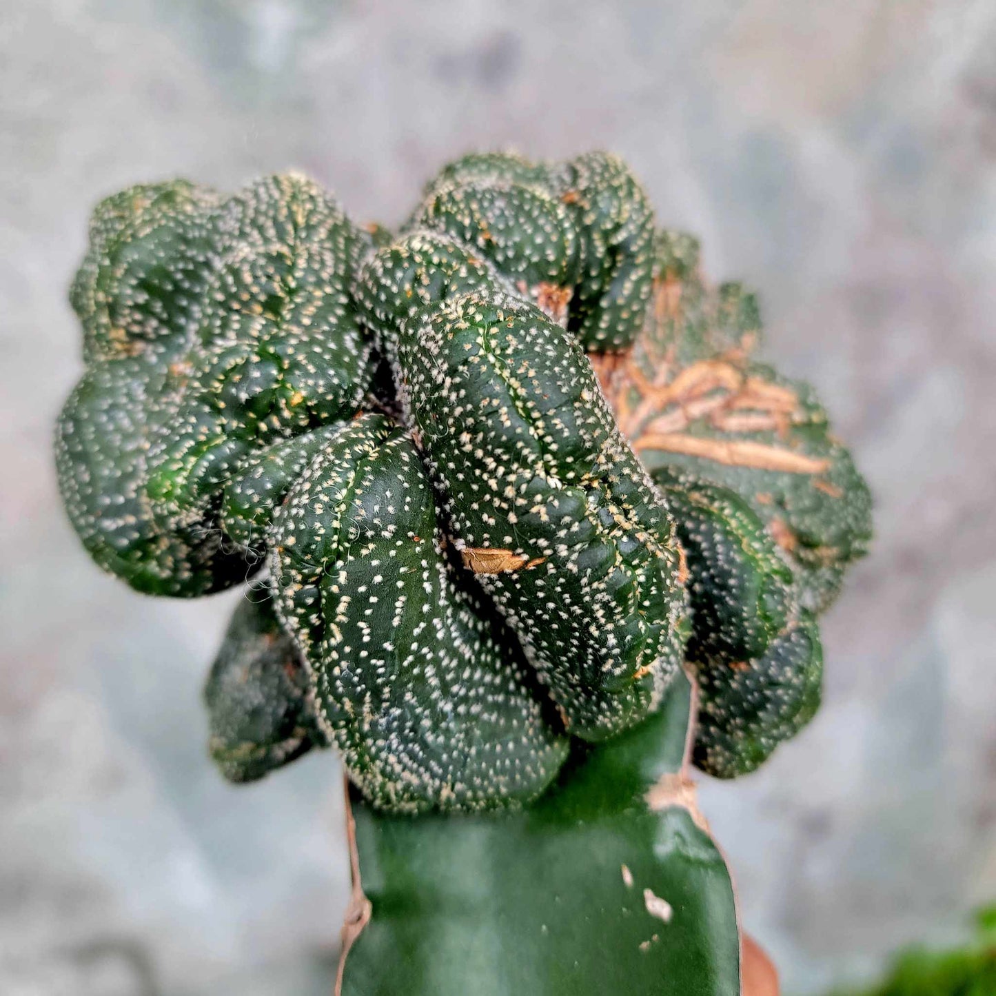 Astrophytum asterias hybrid cristata